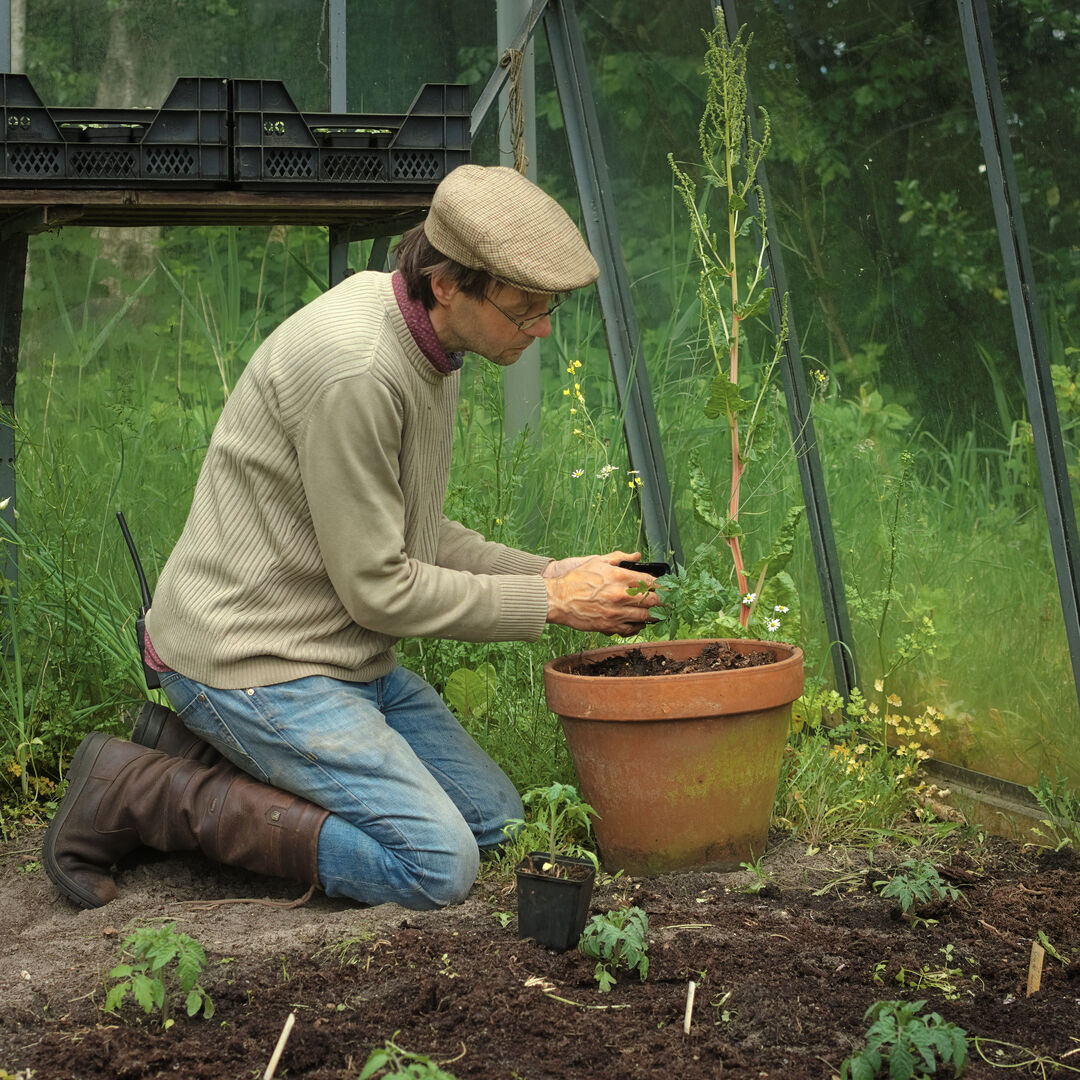 We planten meer tomaten dan we eigenlijk kwijt kunnen We planten meer tomaten dan we eigenlijk kwijt kunnen