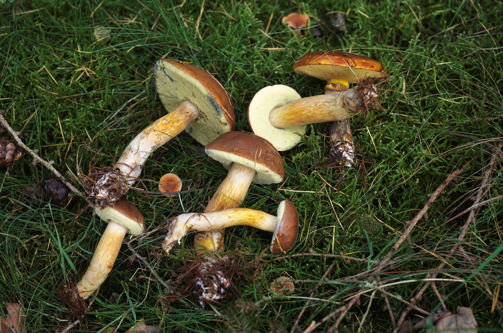 Boleet plukken Boleet plukken
